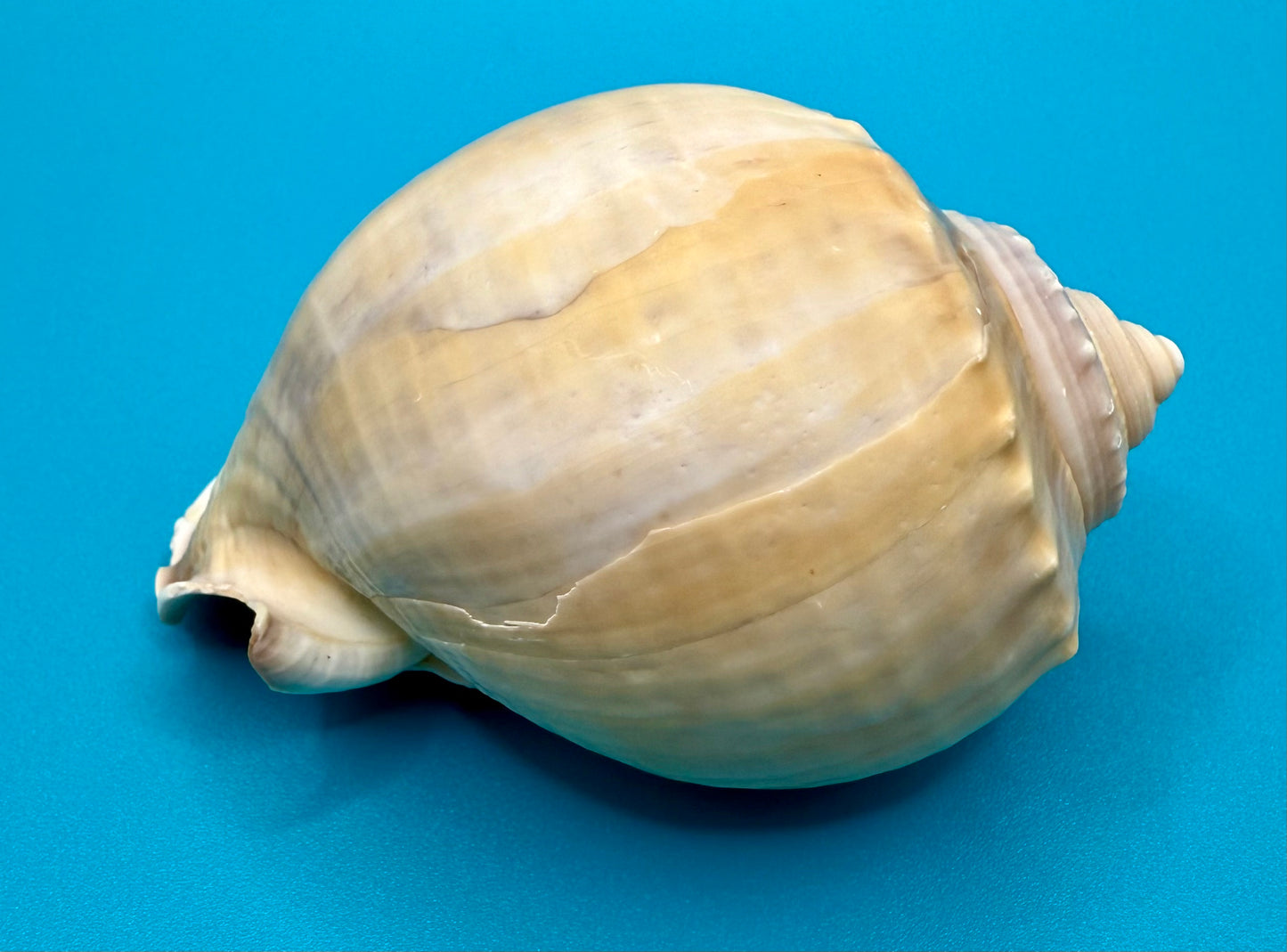 Bonnet Shell