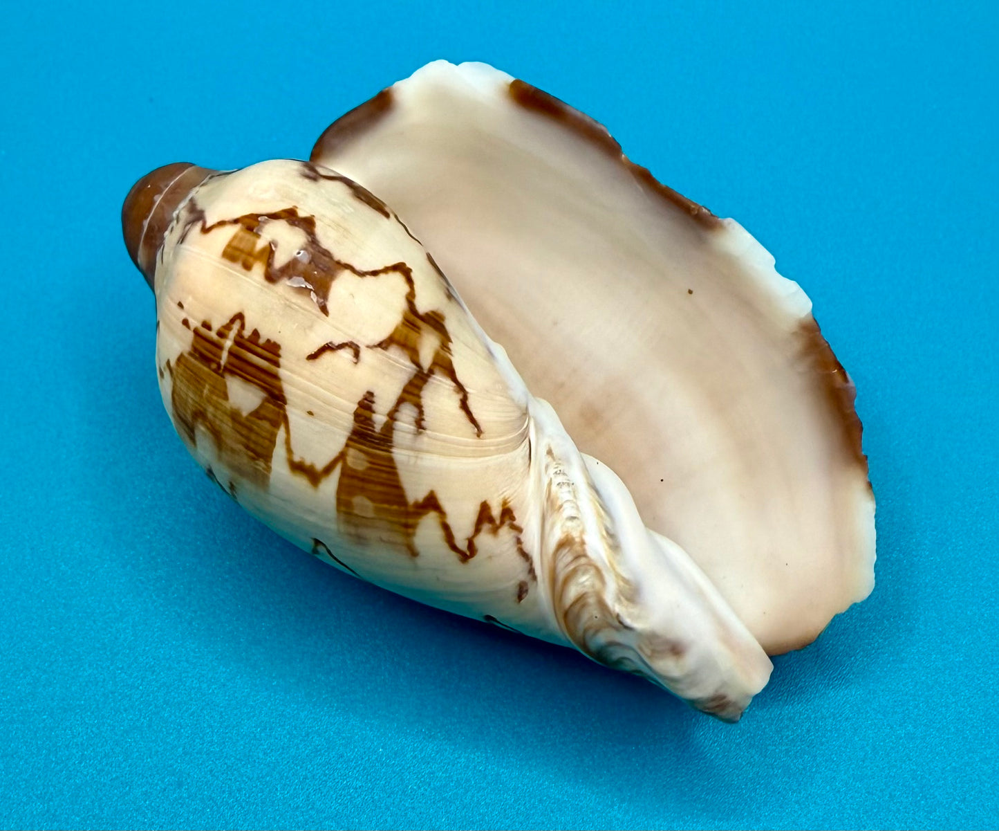 Noble Volute Shell
