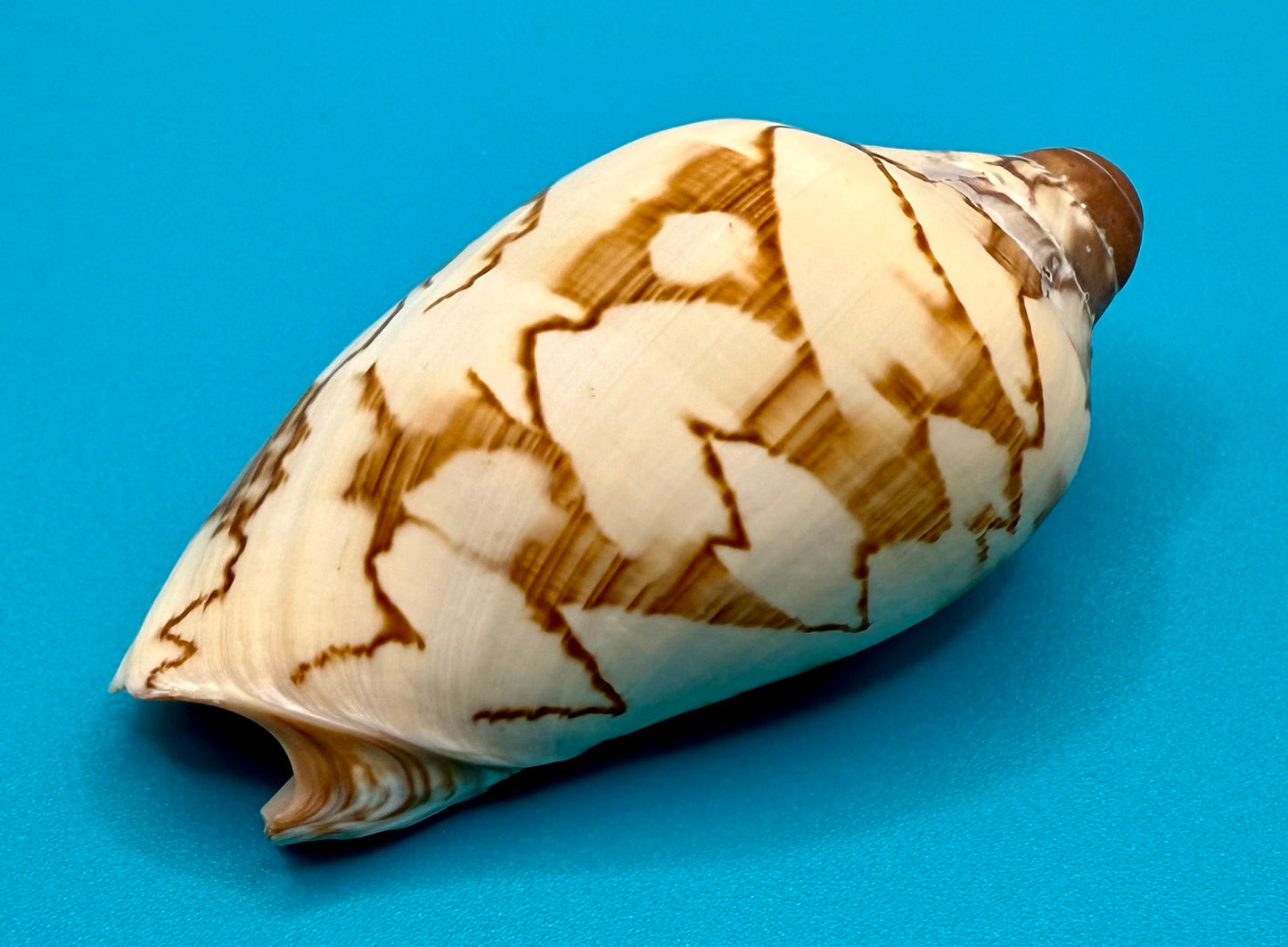 Noble Volute Shell