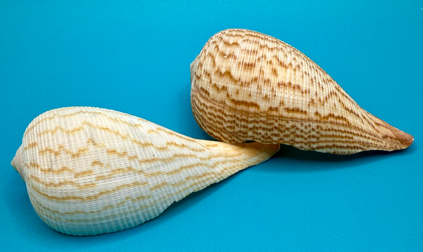 Paper Fig Shells - Set of 2