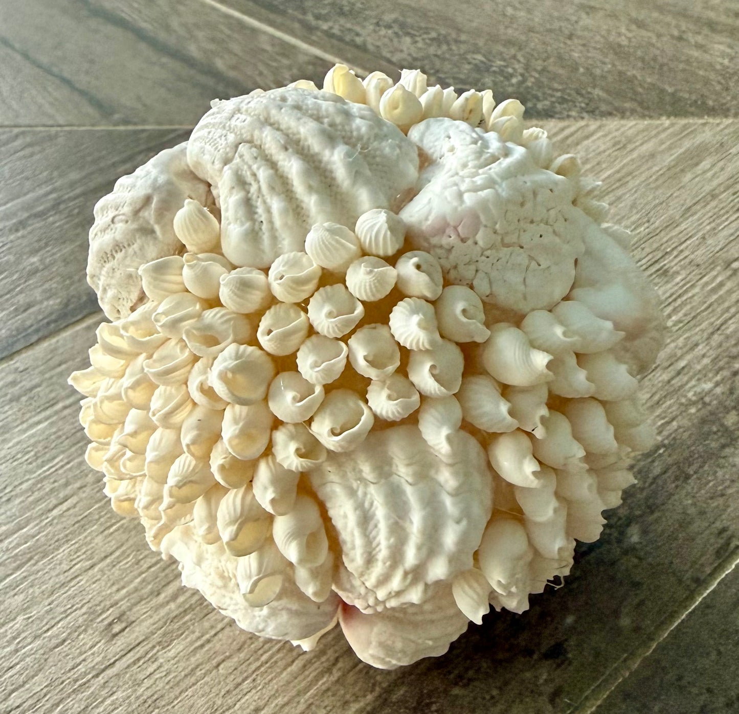 Amazing Shell Ball