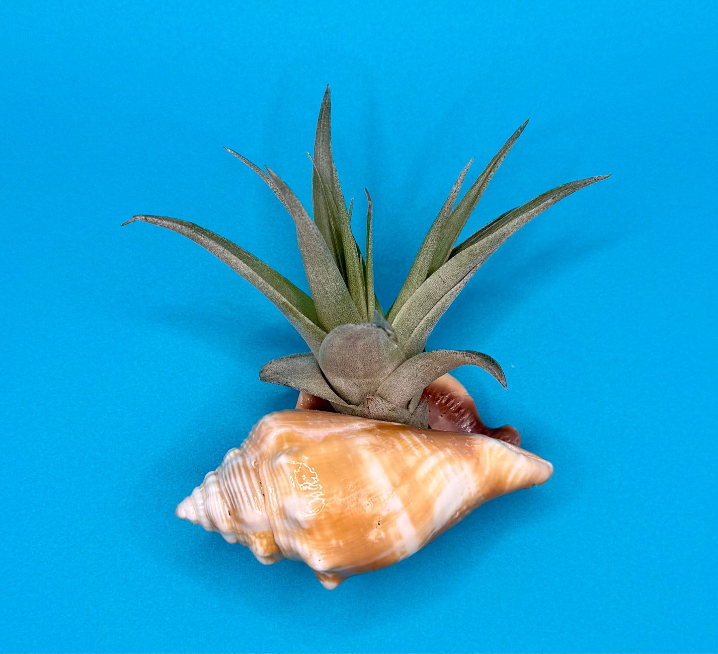 Conch Shell Air Plant Magnet