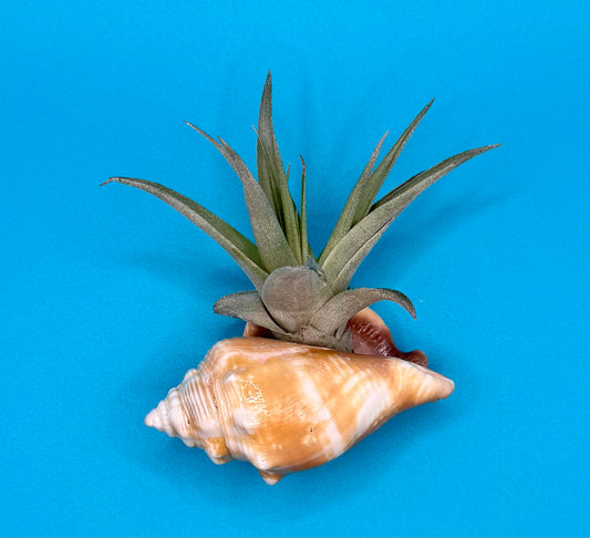 Conch Shell Air Plant Magnet