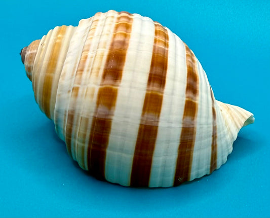 Banded Tonna Shell