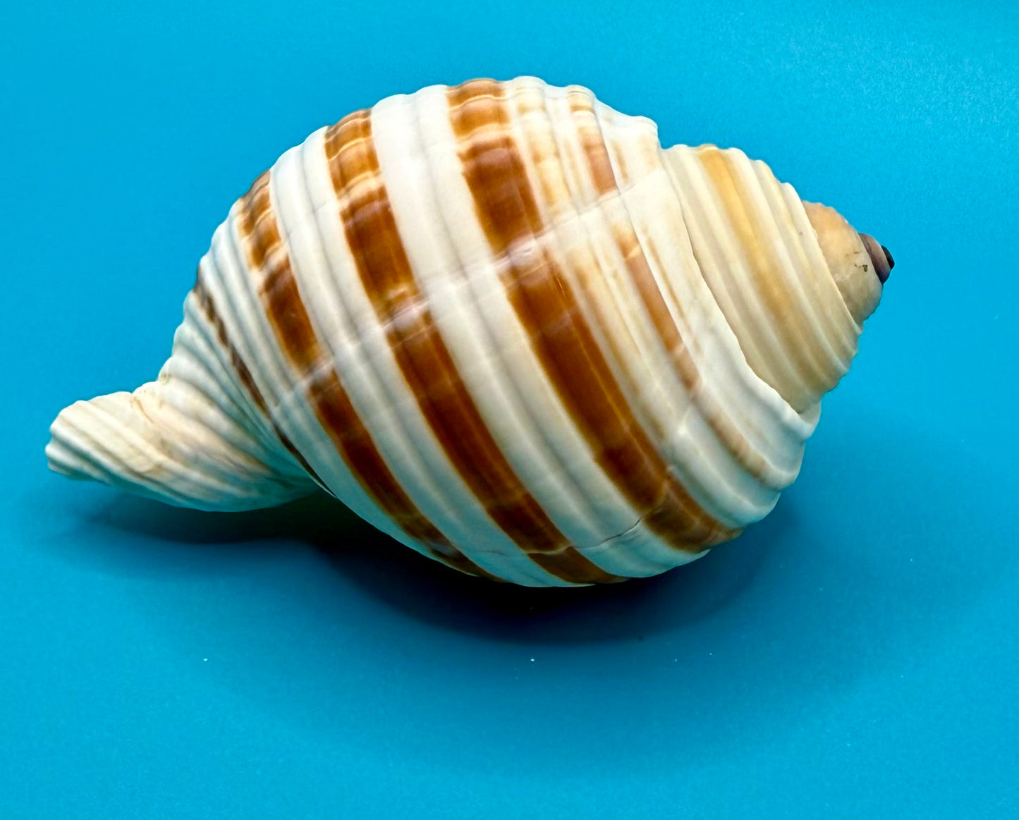 Banded Tonna Shell