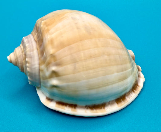 Bonnet Shell