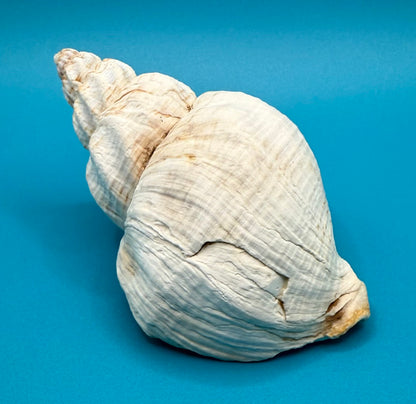Conch Shell