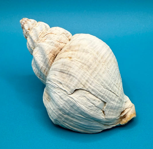 Conch Shell
