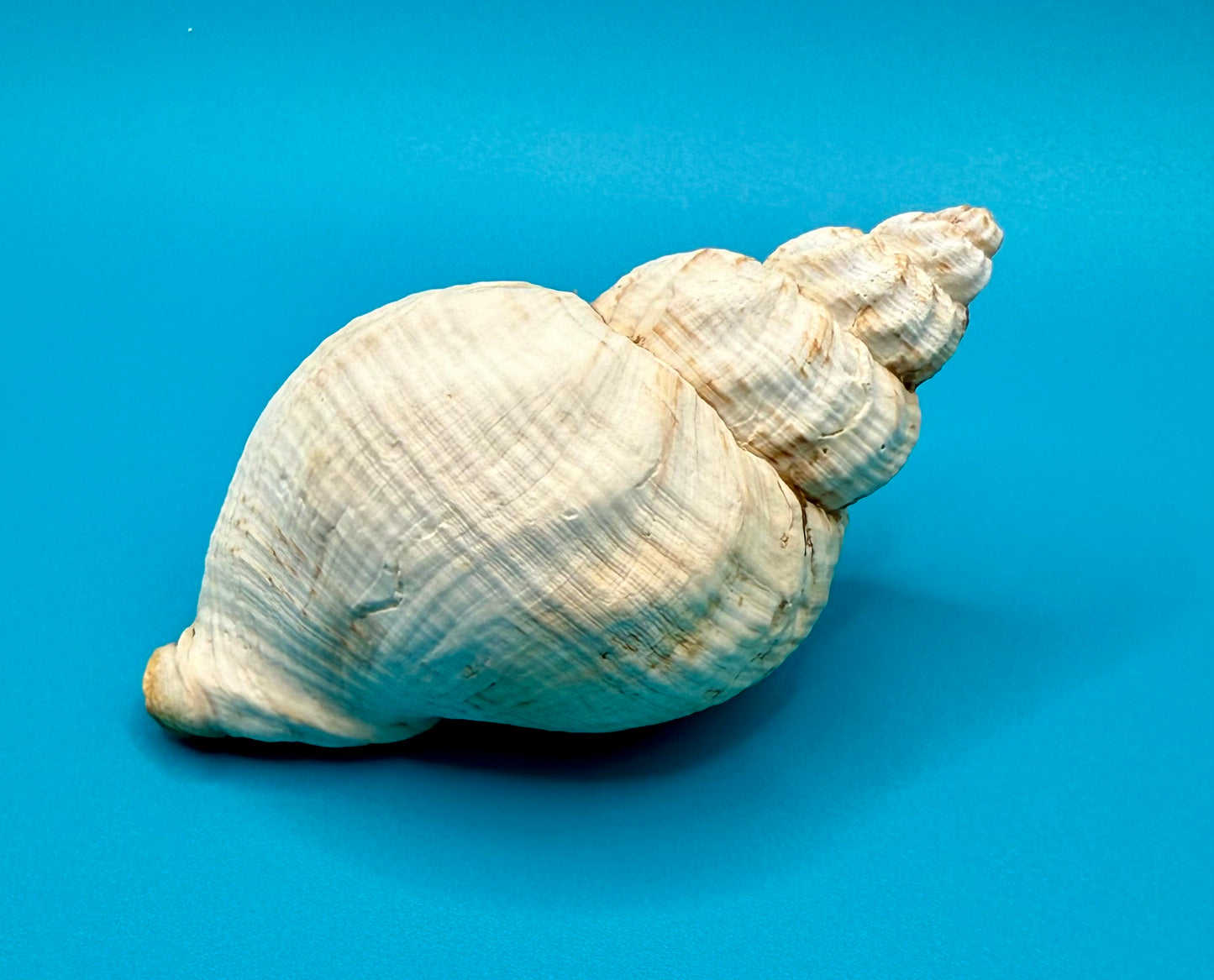Conch Shell