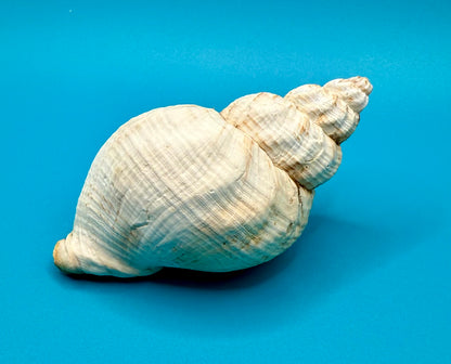 Conch Shell