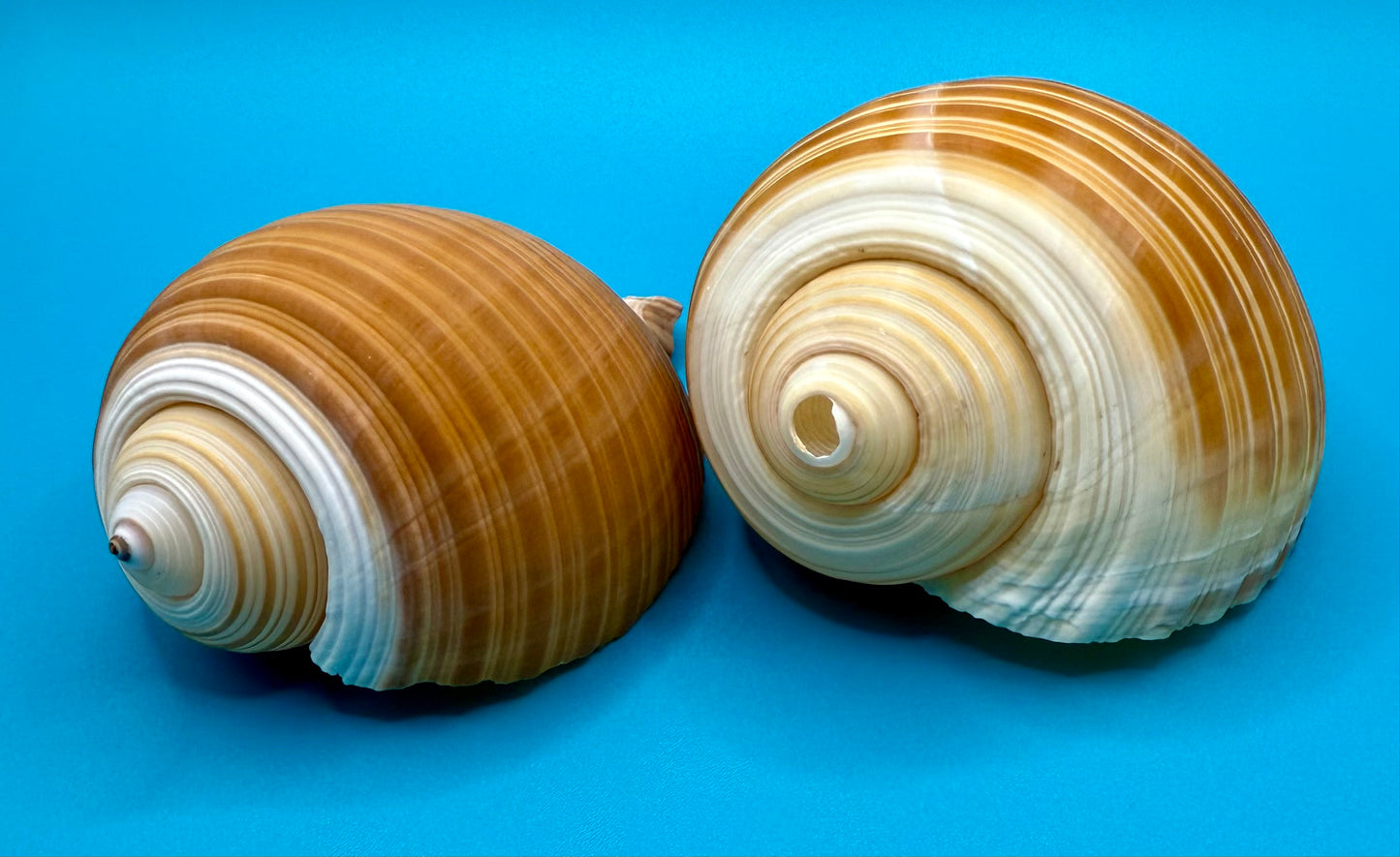 Tonna Galea Shells - Set of 2