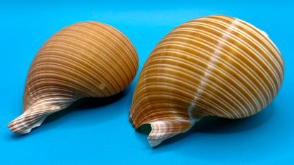 Tonna Galea Shells - Set of 2