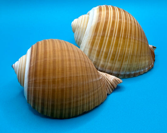 Tonna Galea Shells - Set of 2