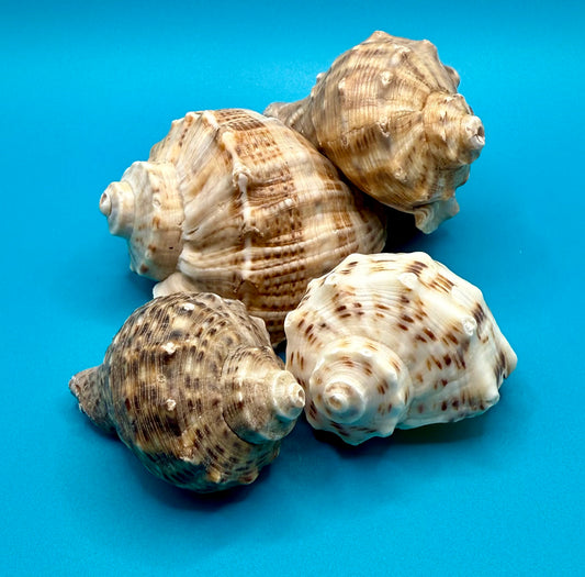 Rapana Bulbosa Shells - Set of 4