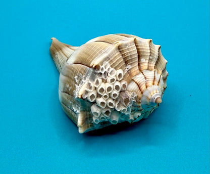 Lightning Whelk Shell with Barnacles