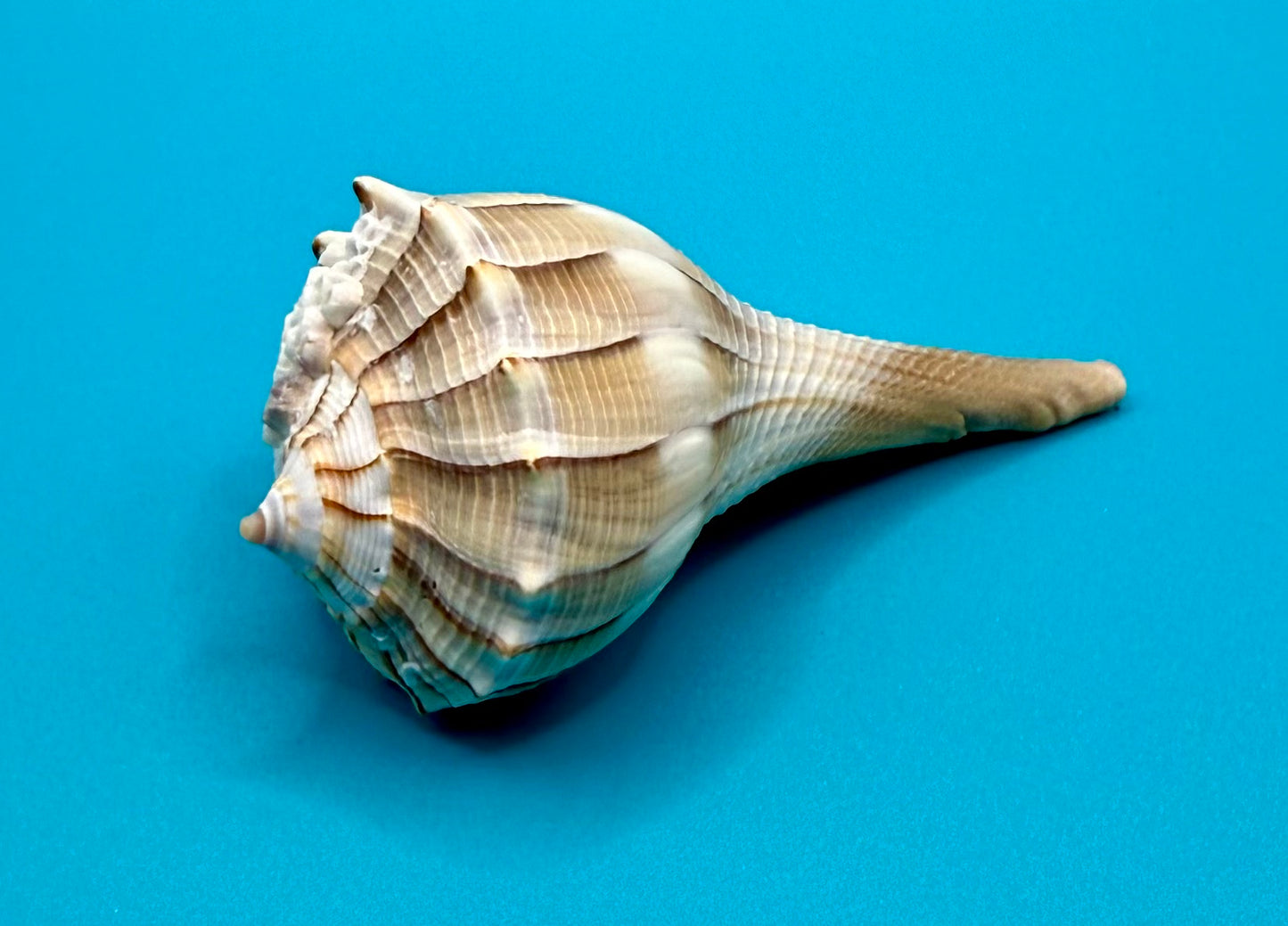 Lightning Whelk Shell with Barnacles