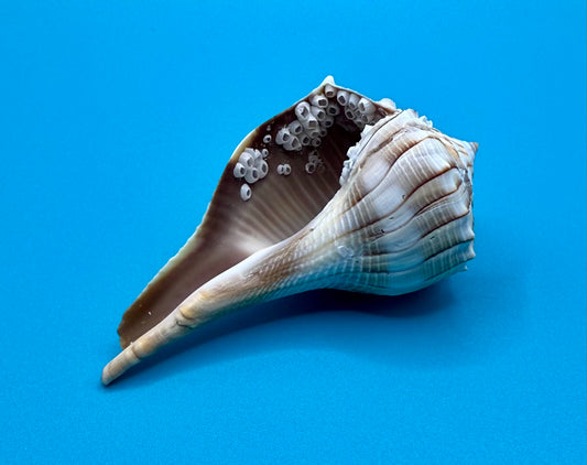 Lightning Whelk Shell with Barnacles