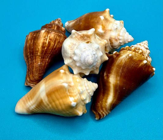 Florida Fighting Conch Shells - Set of 5