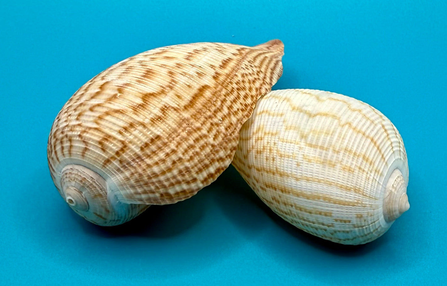Paper Fig Shells - Set of 2