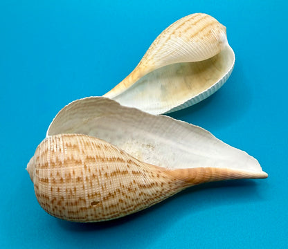 Paper Fig Shells - Set of 2