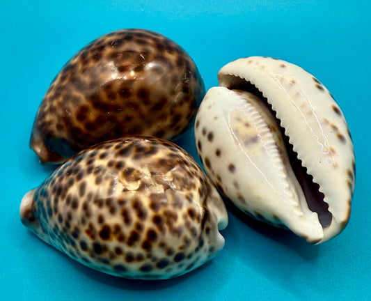 Cowrie Shells - Set of 3