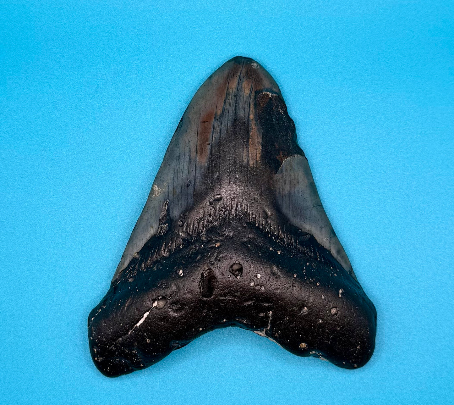 Megadolon Shark Tooth
