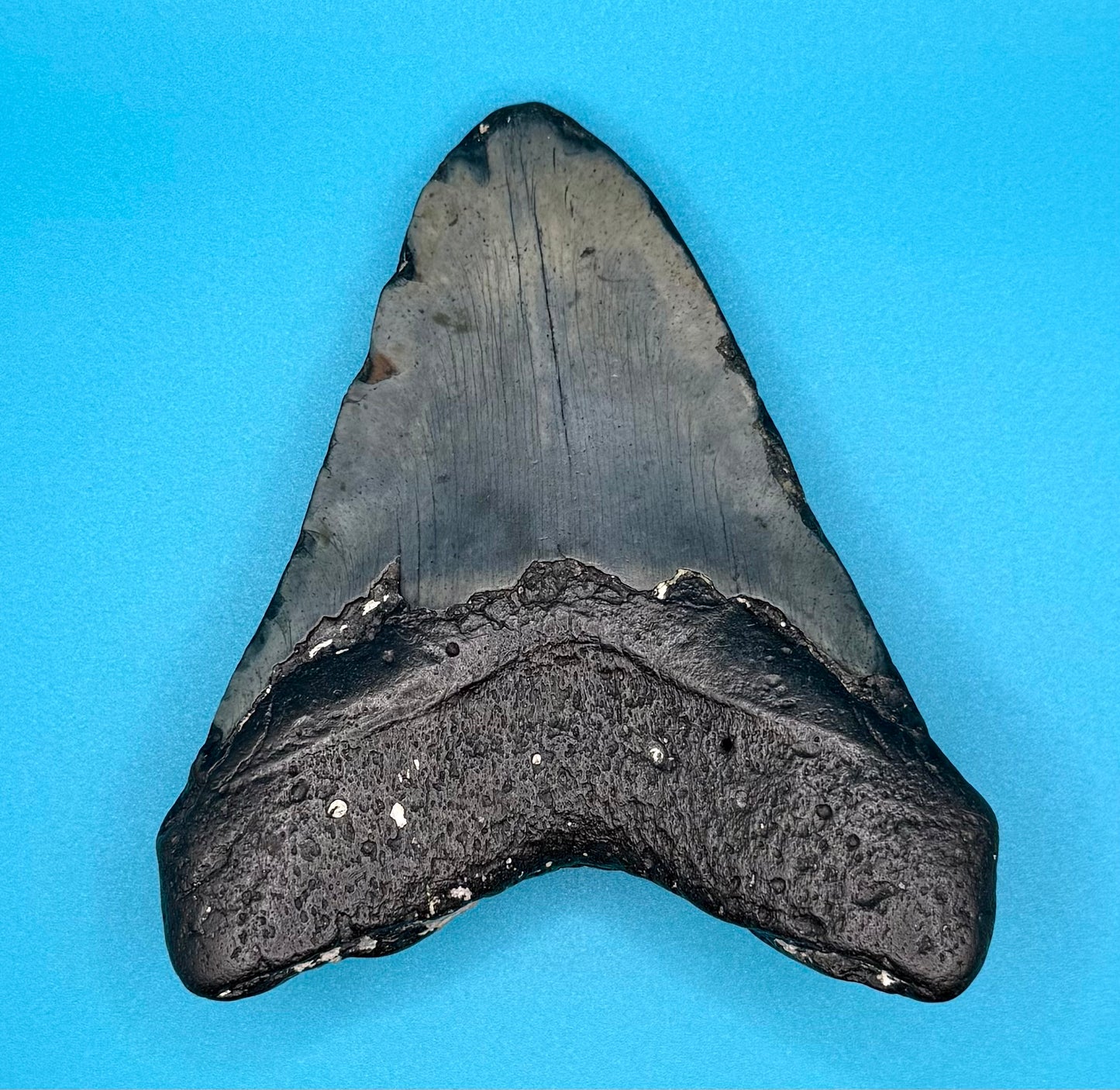 Megadolon Shark Tooth
