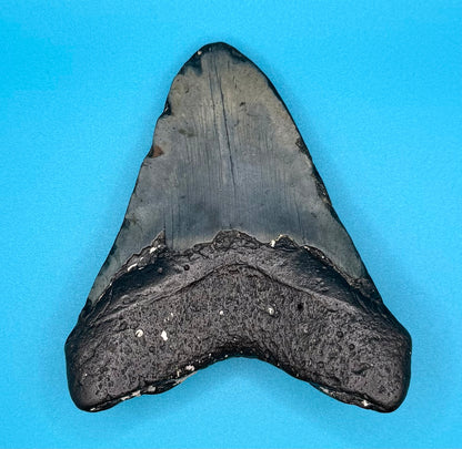 Megadolon Shark Tooth