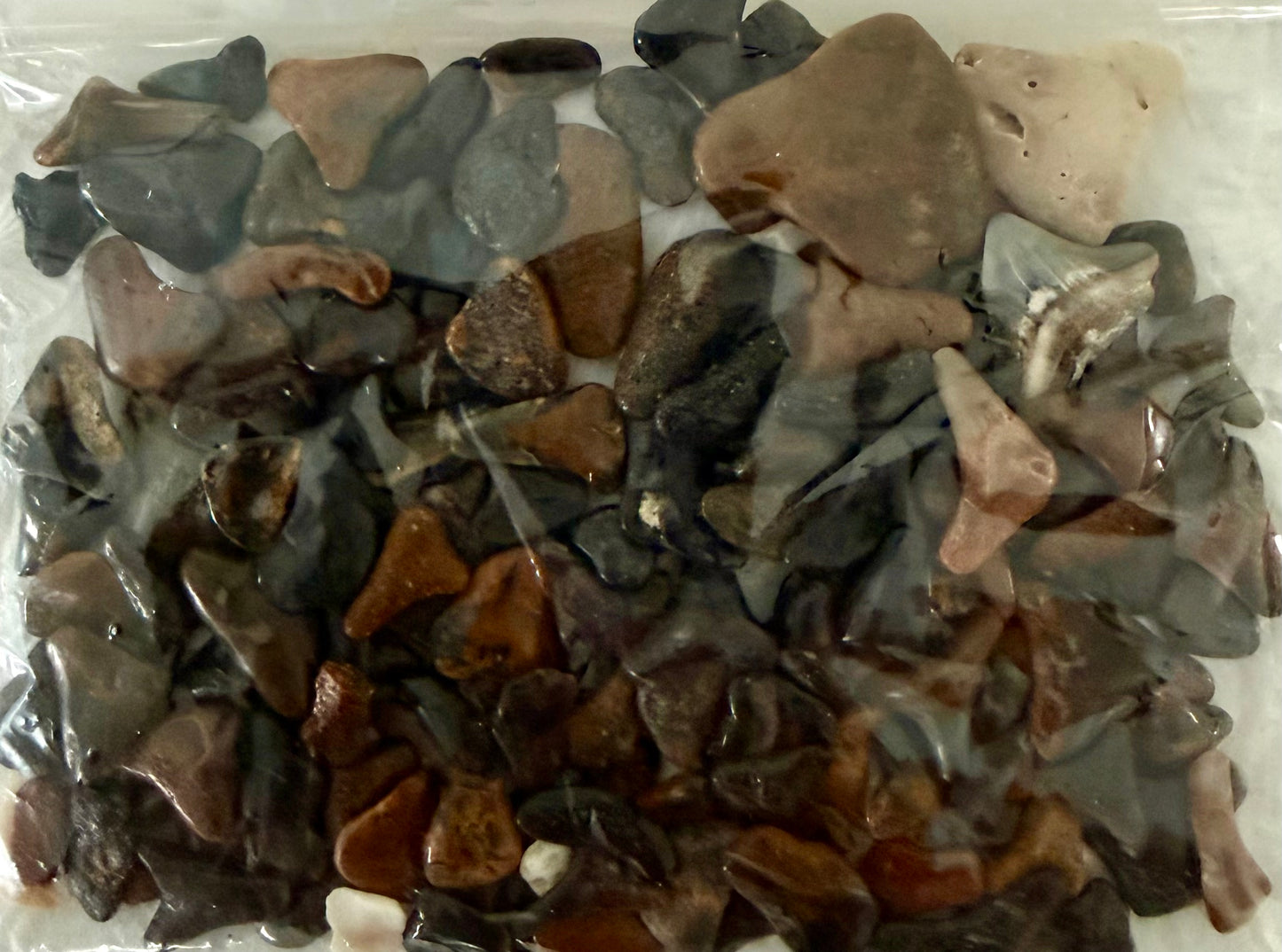 ShArK Teeth from Englewood & Venice, FL